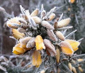 Zomerse condities onder winterse omstandigheden