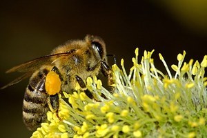 Kunstwedstrijd kinderen/tieners World Bee Day