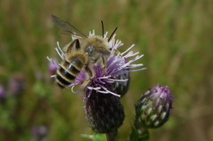 De distel