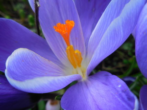 De krokus als feestdis