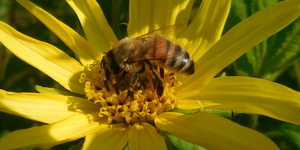 gele nazomer bloeiers