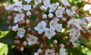 De Viburnum heester