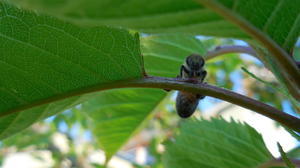 geen bloemen, wel nectar