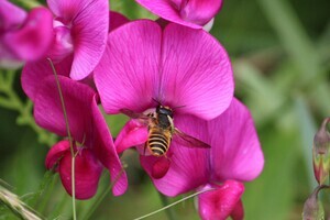 Afsluiting cursus 'Wilde bijen'