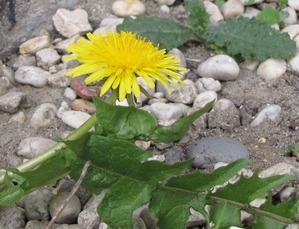 Help de bij, spaar de paardenbloem