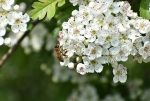 Biodiversiteitsprijs